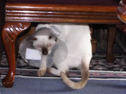 more kittens
